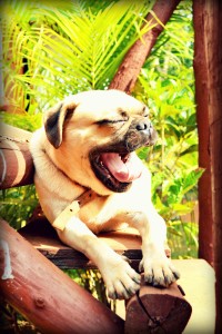 Lazy Dog at the Dandeli Resort